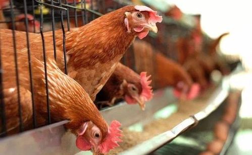 7月1日起,养殖业 新禁令 生效,养殖户有苦难言,或影响猪肉价格