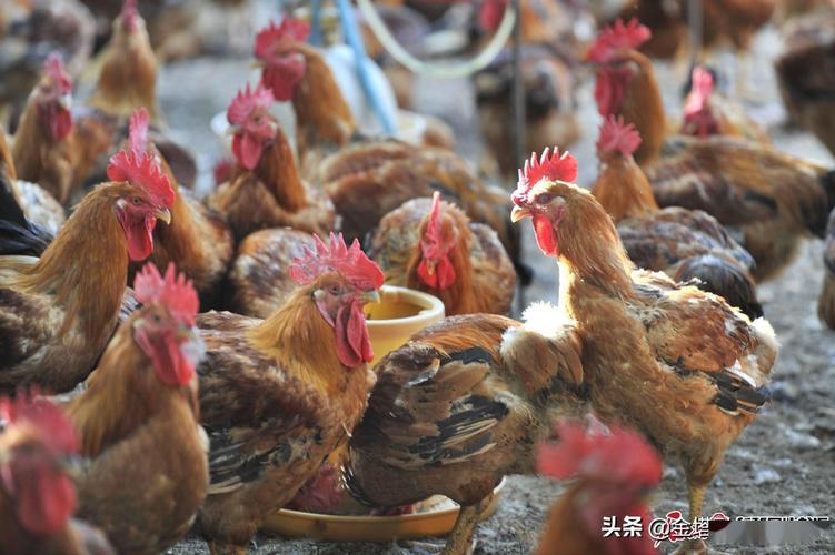 走进乡村看小康丨新疆沙湾:大盘鸡美食产业带动家禽养殖业发展