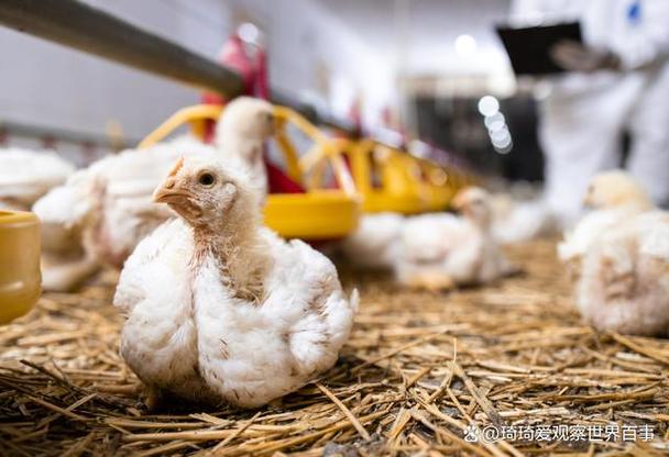 现代养殖研究:营养成分在预防家禽疾病中的作用